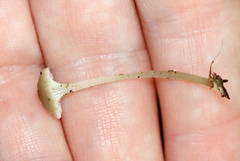 Hydropus praedecurrens