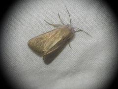 Mythimna sicula