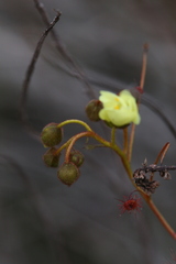 Drosera subhirtella