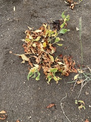 Rumex venosus