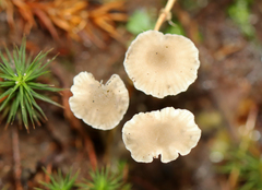 Hydropus praedecurrens