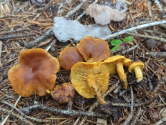 Calocybe naucoria