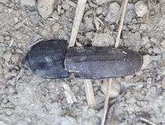 Prionus coriarius