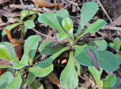 Antennaria marginata