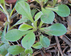 Antennaria marginata