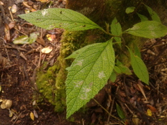 Varronia cylindrostachya