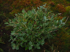 Salix hastata