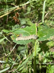 Melanchra persicariae
