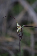 Caladenia horistes