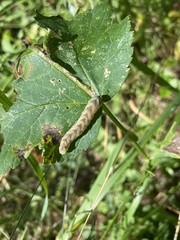 Melanchra persicariae