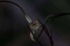 Caladenia horistes