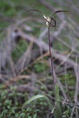 Caladenia horistes