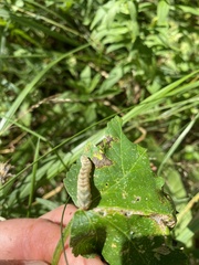 Melanchra persicariae