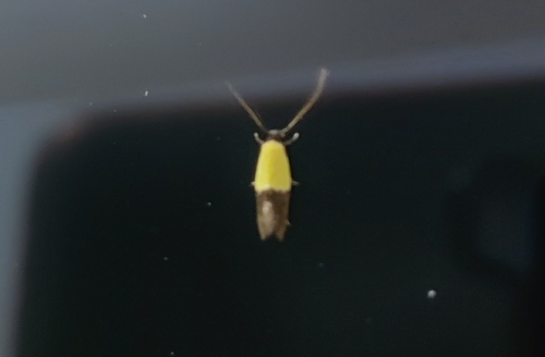 Opogona dimidiatella