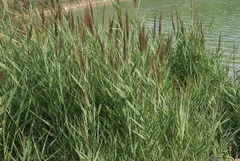 Arundo plinii
