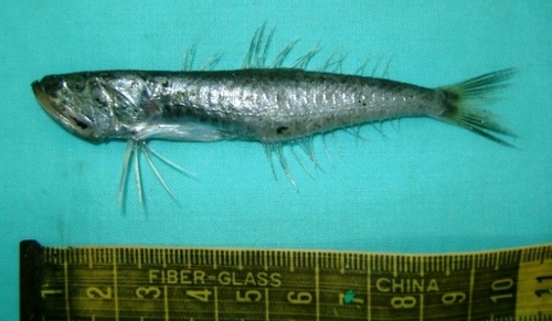 Toothfish