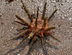 Stylocidaris affinis