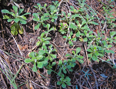 Antennaria marginata