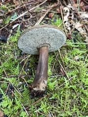 Porphyrellus sordidus