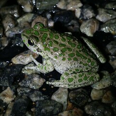 Ranoidea cyclorhynchus