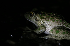 Ranoidea cyclorhynchus