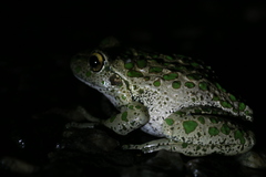 Ranoidea cyclorhynchus