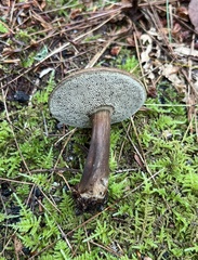 Porphyrellus sordidus