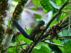 Sciurus pucheranii