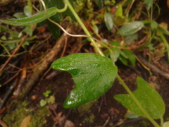 Passiflora bogotensis