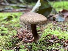 Porphyrellus sordidus