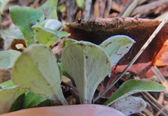 Antennaria marginata