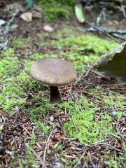 Porphyrellus sordidus