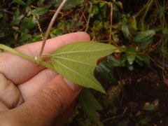 Passiflora bogotensis