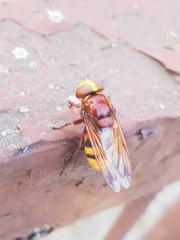 Volucella zonaria