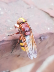 Volucella zonaria