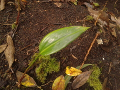 Prescottia stachyodes