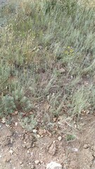 Artemisia terrae-albae