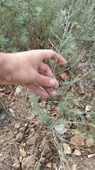 Artemisia terrae-albae