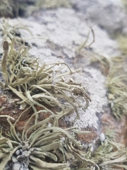 Ramalina cuspidata