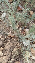 Artemisia terrae-albae