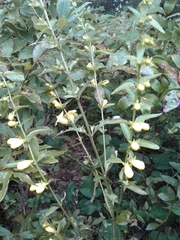 Aureolaria grandiflora
