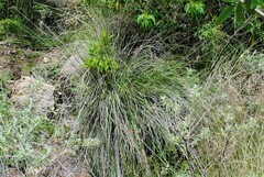 Muhlenbergia rigida