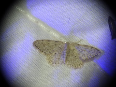 Idaea cervantaria