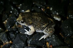 Pseudophryne guentheri