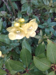 Aureolaria grandiflora
