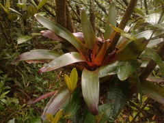 Tillandsia pastensis