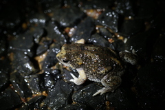 Pseudophryne guentheri