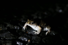 Pseudophryne guentheri