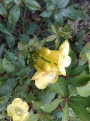 Aureolaria grandiflora