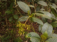 Palicourea lineariflora